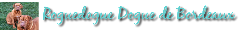 Roguedogue Dogue de Bordeaux